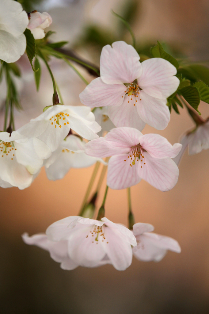 夕桜❀