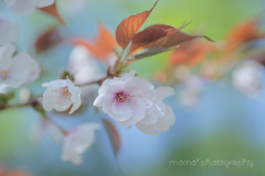 山桜.+*:ﾟ+｡.❀