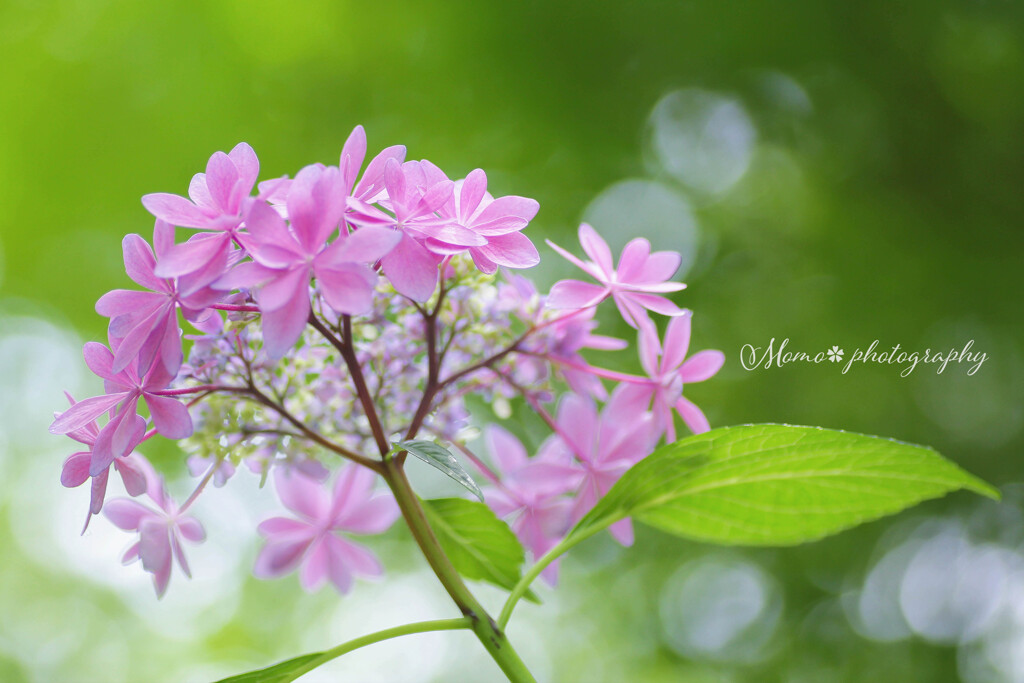 手毬花☆.。.:*・