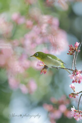 さくら色の春に♪。.:＊・゜