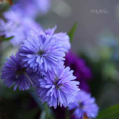 Frost aster☆.。