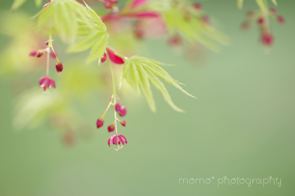 もみじの花☆.。.:*・