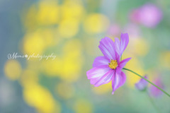 秋へのいざない☆.。.:*・