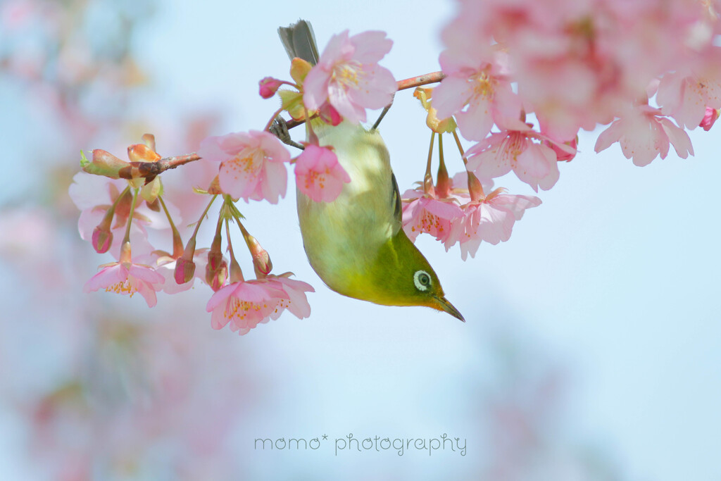 春の華やぎ☆.。.:*・