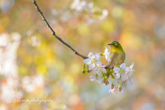 桜ぶらんこ♪。.:＊・゜