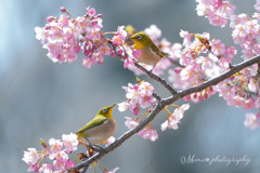 幸せの春ごち♪。.:＊・゜