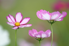 Cosmos  ✿❀。.:＊・゜✽