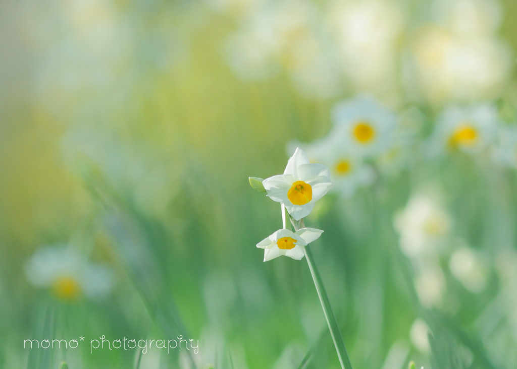 early bloomer☆.。.:*・