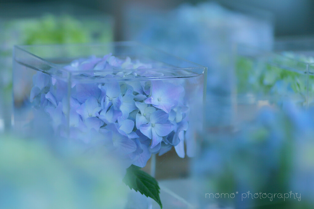 水の器.+*:ﾟ+｡.☆