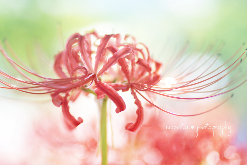 天上の華☆.。.:*・