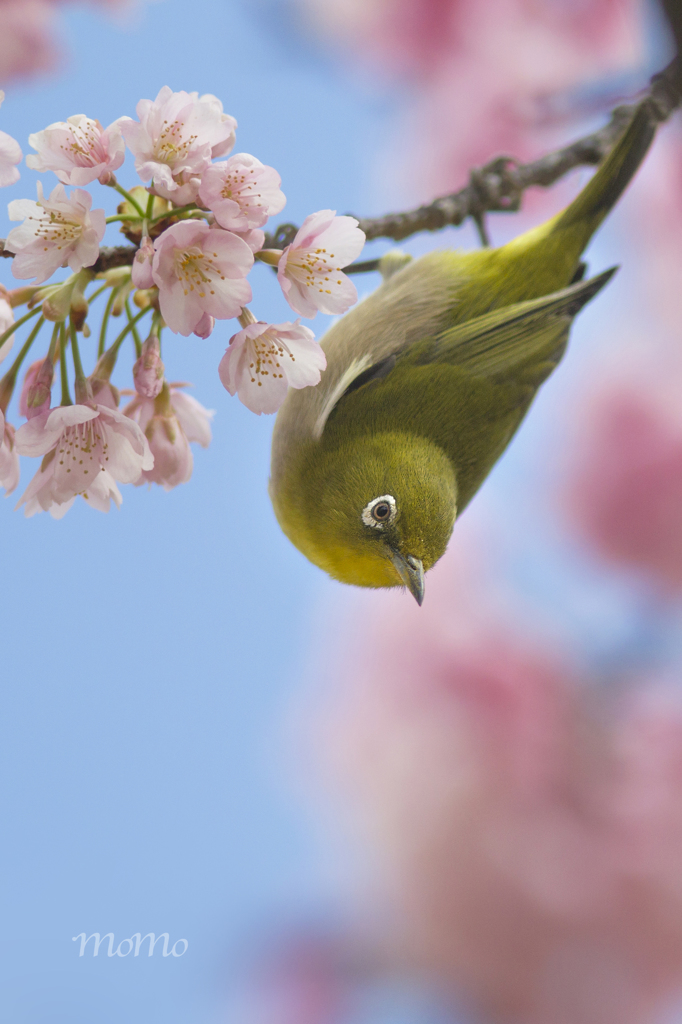 河津桜とメジロさん♪*ﾟ