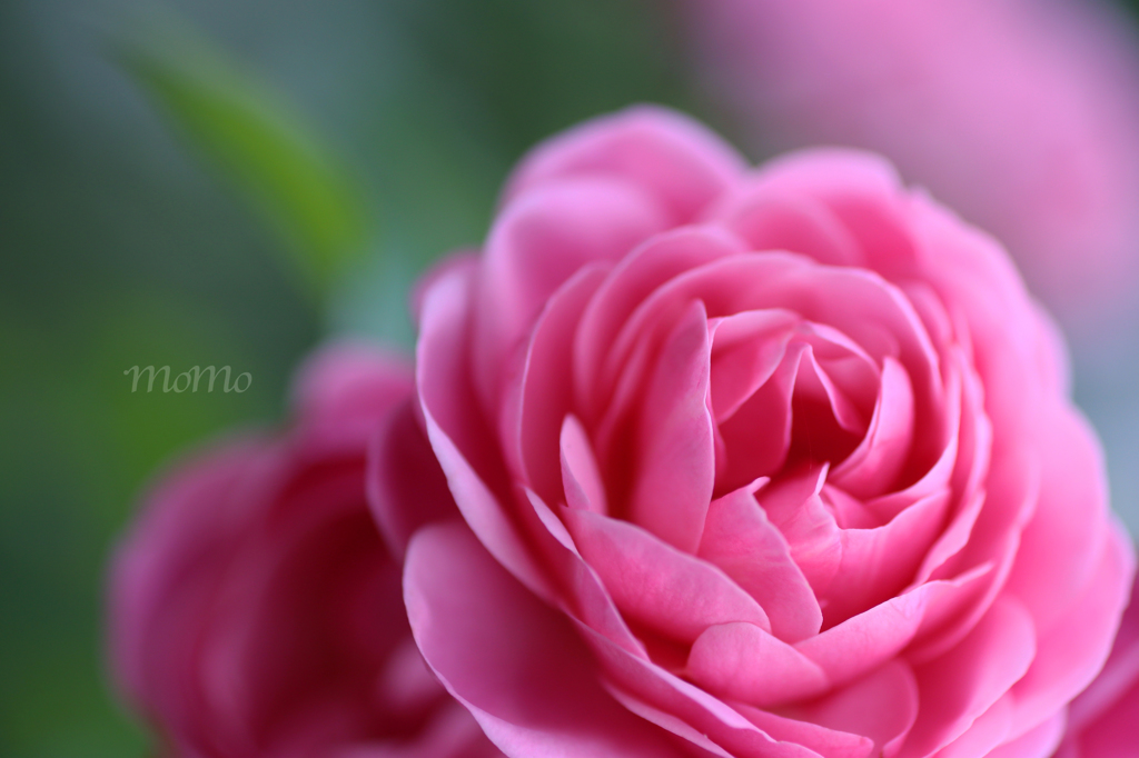 English Rose☆.。.:*・