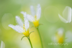 water snowflake.+*:ﾟ+｡.☆