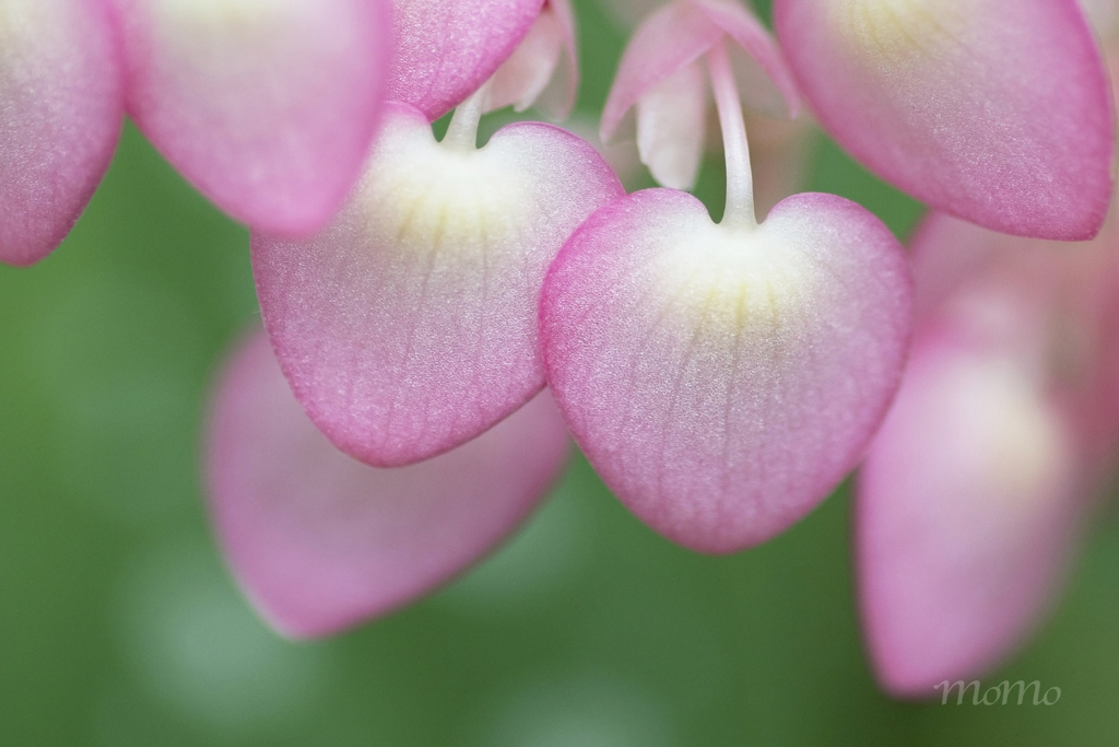 Pink hearts♡♡*｡ﾟ