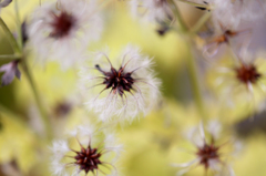 Autumn garden