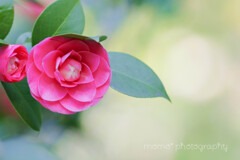 Camellia☆.。.:*・