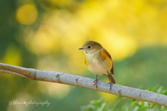 瑠璃色の夢♪。.:＊・゜
