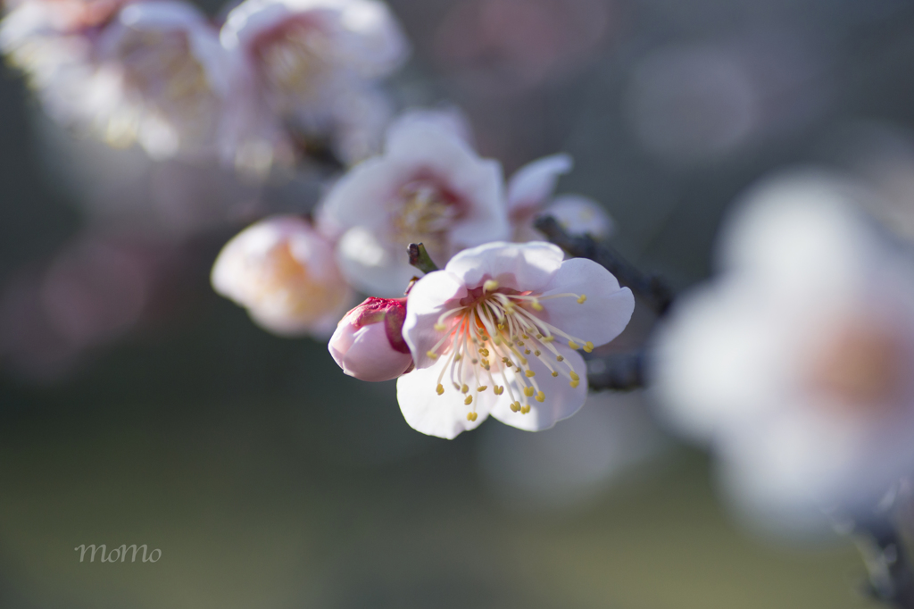  Plum blossom☆.。.