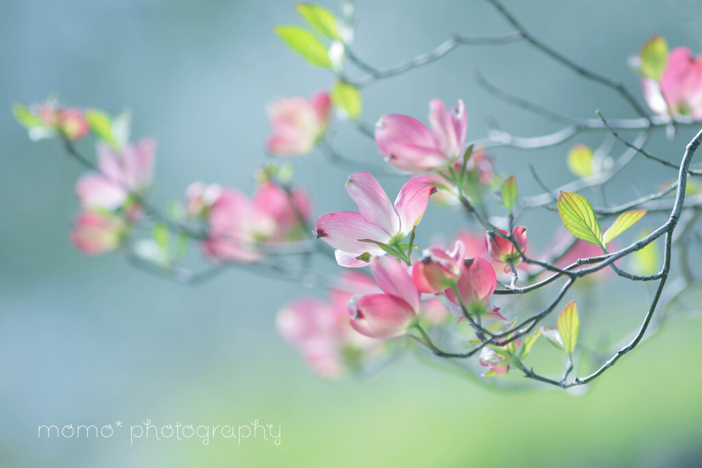 Pray for Peace☆.。.:*・