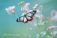 mysterious butterfly☆.。.:*・