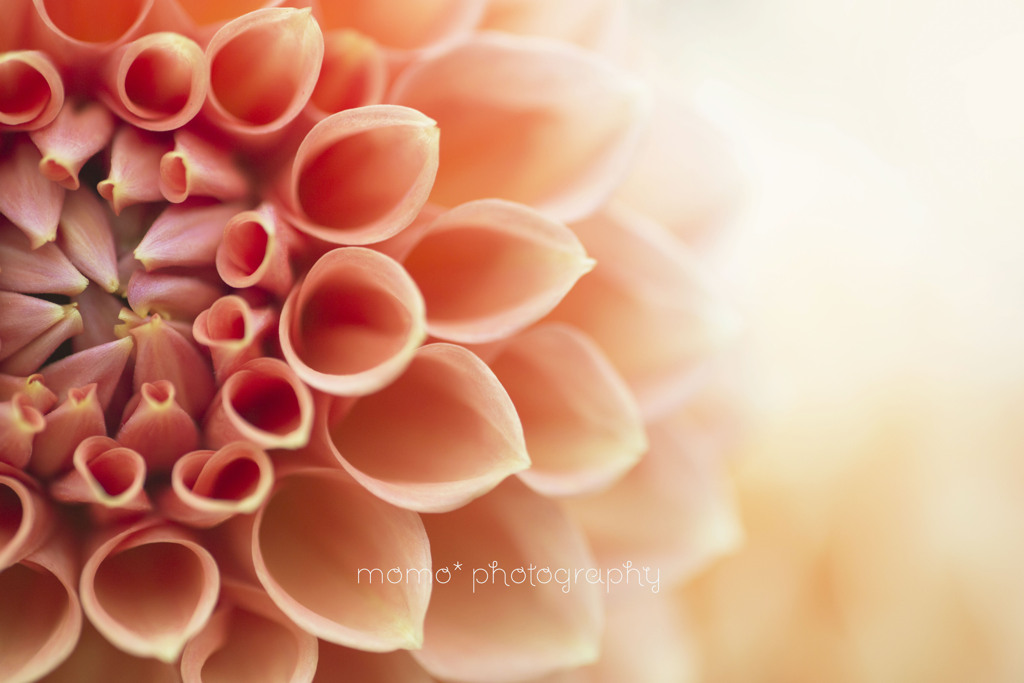 Autumn color☆.。.:*・