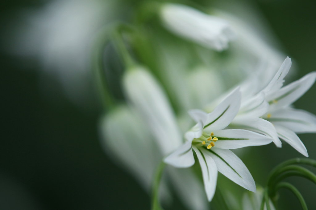 white beauty☆.。