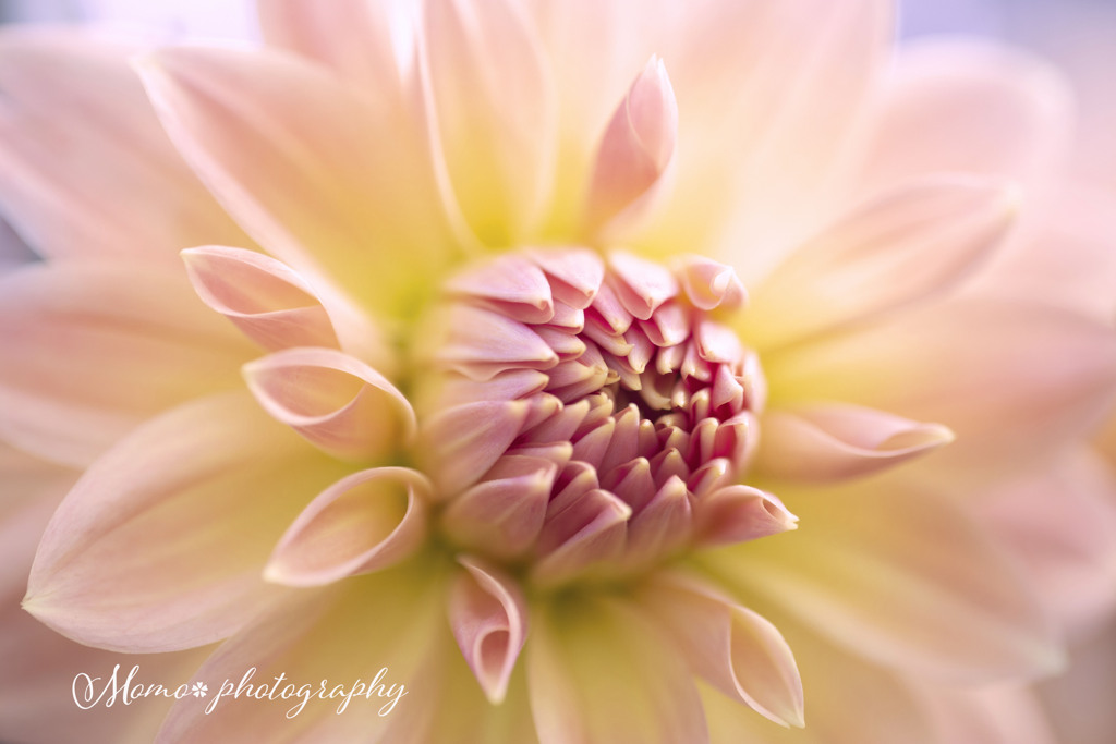 Gorgeous.+*:ﾟ+｡.☆