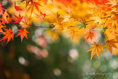 綾錦.+*:ﾟ+｡.☆