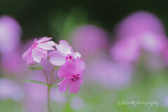 煌く愛の花.+*:ﾟ+｡.☆