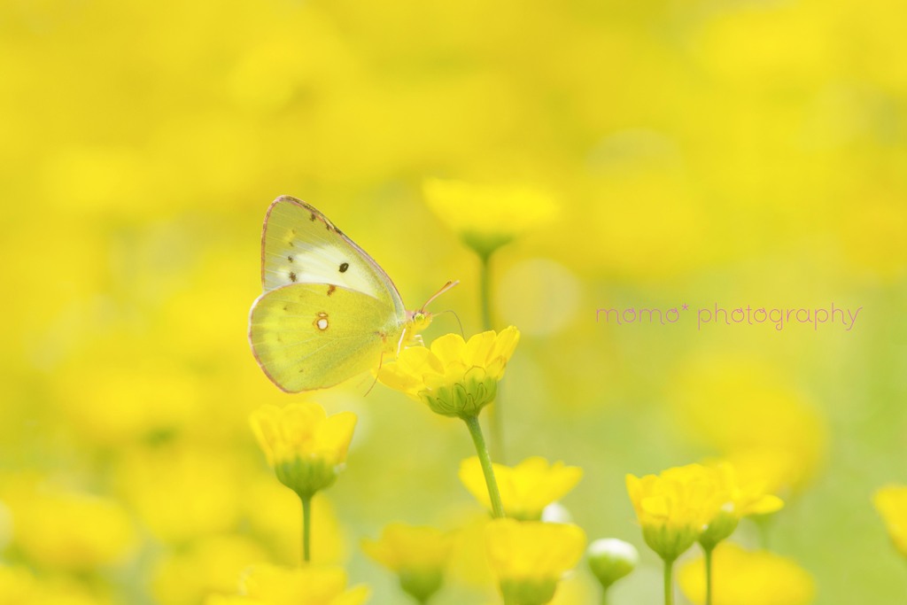 蝶が舞う長閑な春の日♡.。.:*・