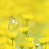 蝶が舞う長閑な春の日♡.。.:*・
