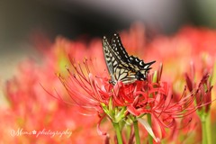 情熱の炎につつまれて☆.。.:*・