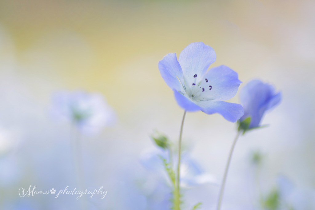 Baby blue eyes.+*:ﾟ+｡.☆