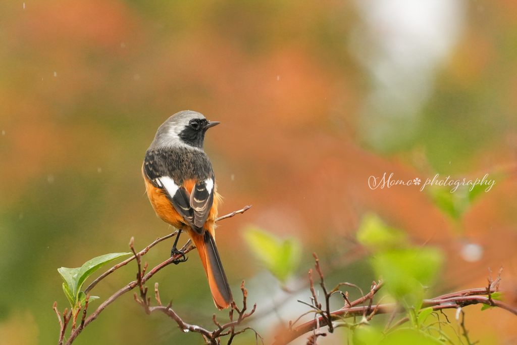 もみじ色の雨.+*:ﾟ+｡.☆