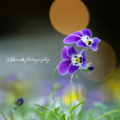 winter violet☆.。.:*・