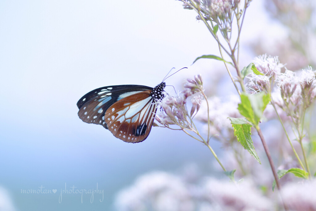 mystic butterfly☆.。.:*・