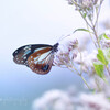 mystic butterfly☆.。.:*・