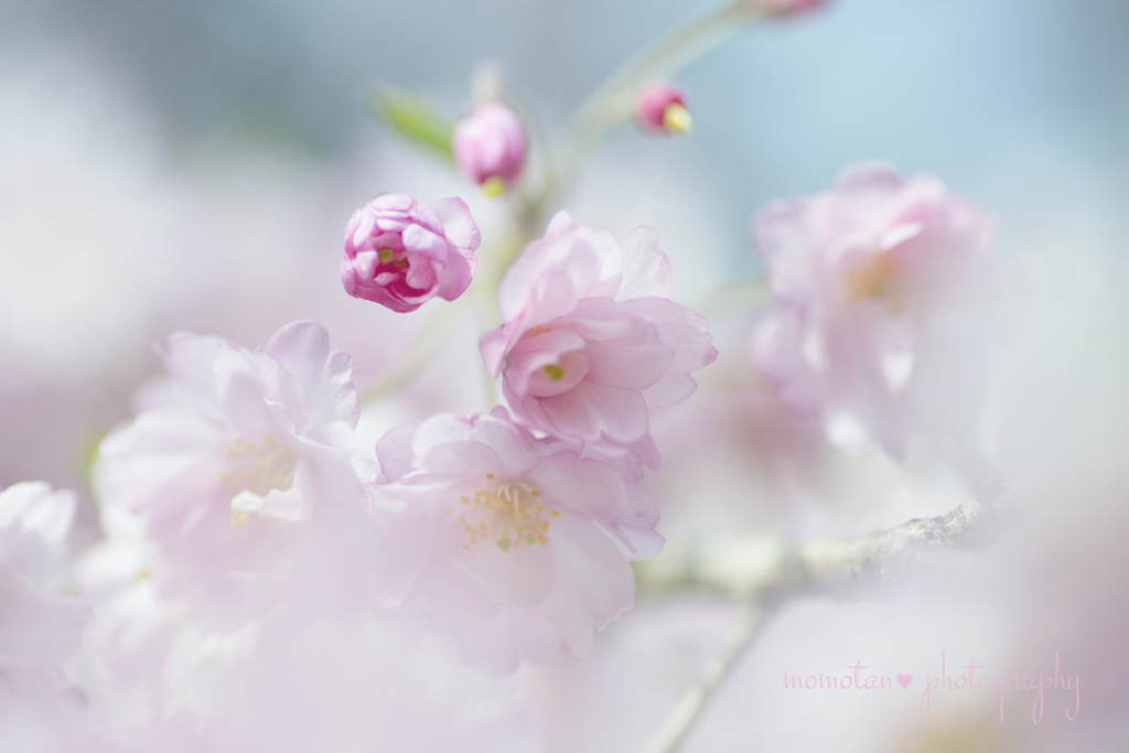 ゆめ桜❀.。.:*・