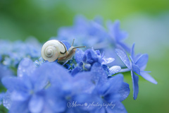 after the rain+*:ﾟ+｡.☆