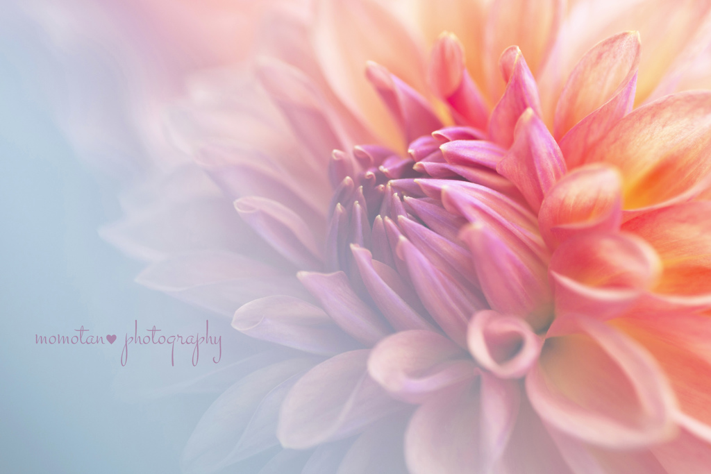 Dahlia☆.。.:*・