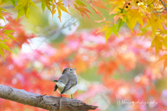 素敵な1年になりますように.+*:ﾟ+｡.☆