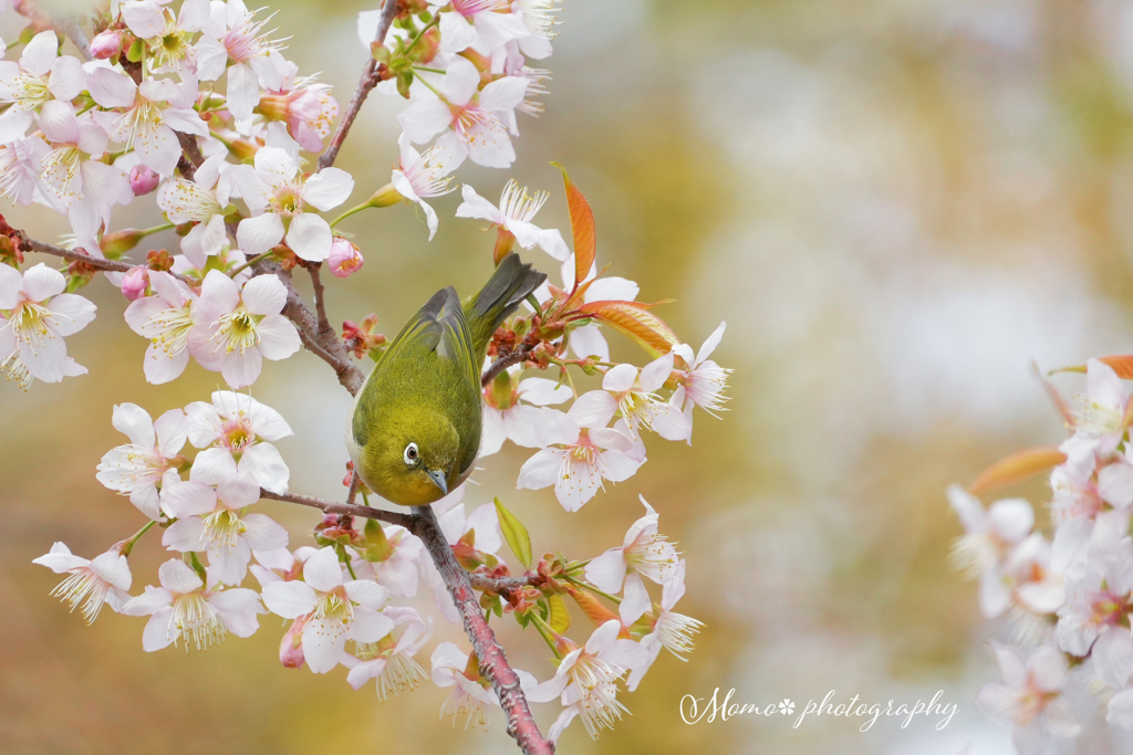 迎春.+*:ﾟ+｡.☆