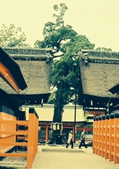 宿り木