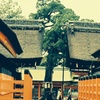 宿り木