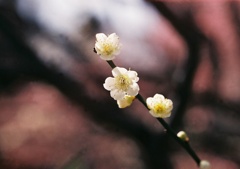 梅の花