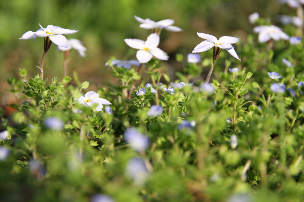 足元の花