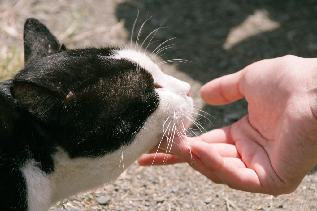 ふれあい