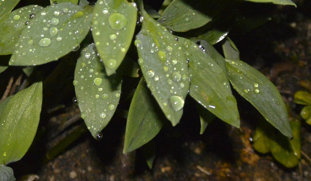 雨上がり