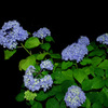 紫陽花01