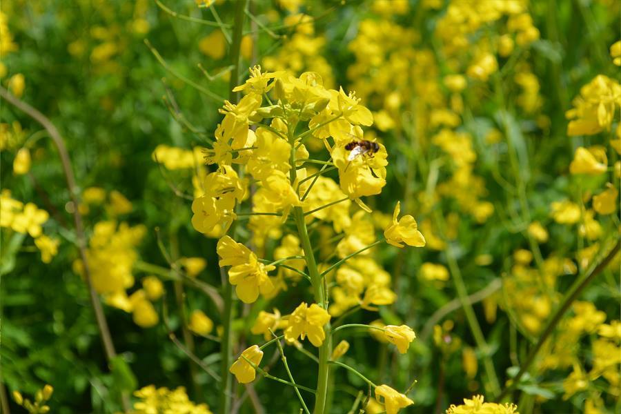 菜の花..その3　